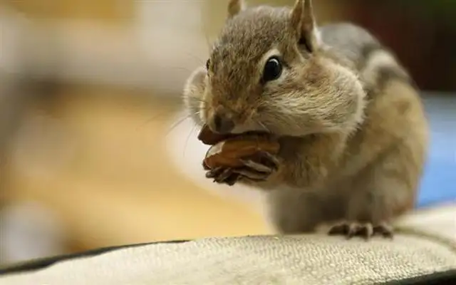 Why and how pet squirrels suddenly bite