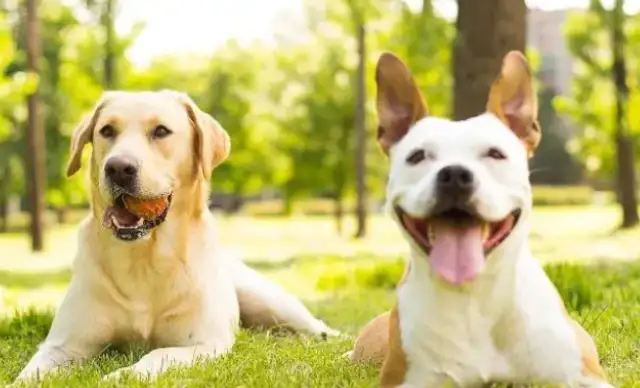 Dogs don't like human baths? That's why you don't know