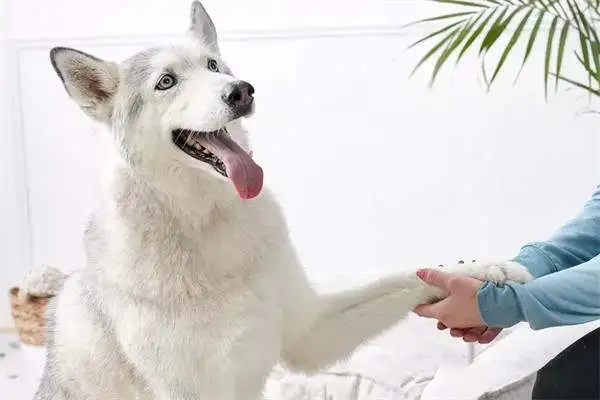 Twenty-one interesting and popular dog techniques that dogs can train