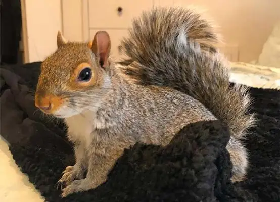 Why and how pet squirrels suddenly bite