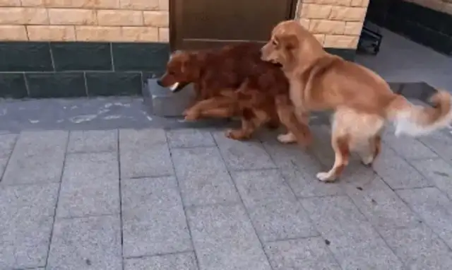 The master throws two dogs a cake, one dog robs and the other hides