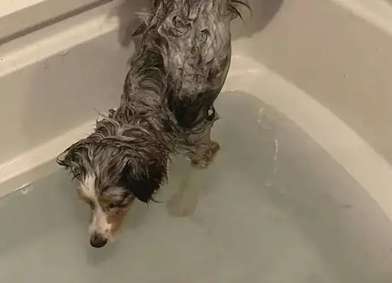 The dog wants to bathe with his master, but he can't wet his hip. How expensive is it