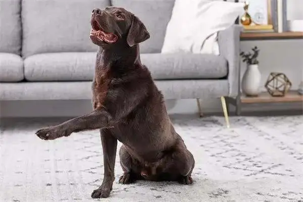 Twenty-one interesting and popular dog techniques that dogs can train