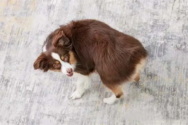 Twenty-one interesting and popular dog techniques that dogs can train