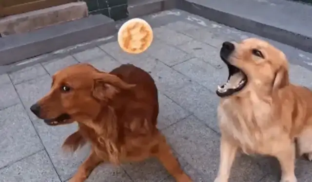 The master throws two dogs a cake, one dog robs and the other hides