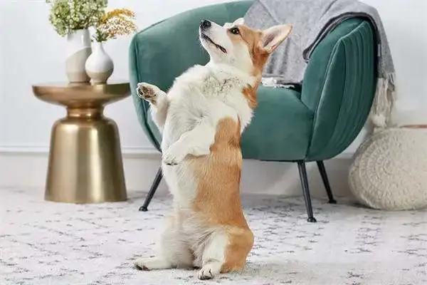 Twenty-one interesting and popular dog techniques that dogs can train