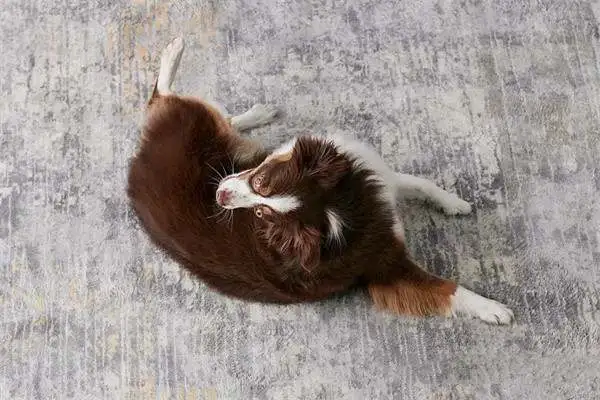 Twenty-one interesting and popular dog techniques that dogs can train
