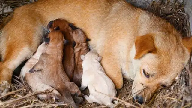 How do you judge if the dog's milk is enough