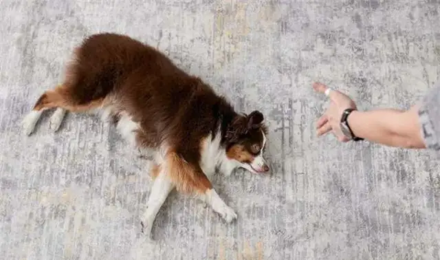 Twenty-one interesting and popular dog techniques that dogs can train