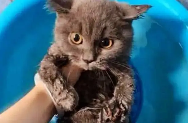 My girlfriend showered the cat and suddenly heard a scream