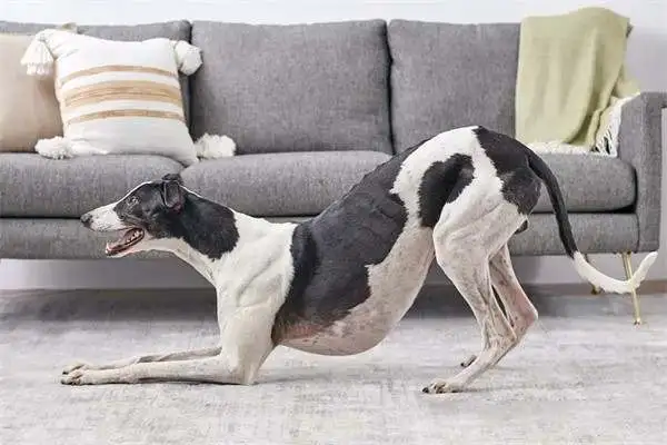 Twenty-one interesting and popular dog techniques that dogs can train