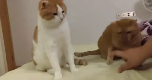 The women measure the length of the orange cat's legs and the orange cat gets angry. Netizen: Short legs and bad temper