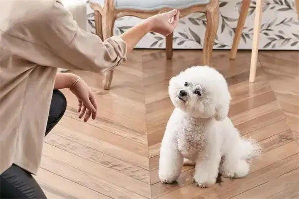 Twenty-one interesting and popular dog techniques that dogs can train