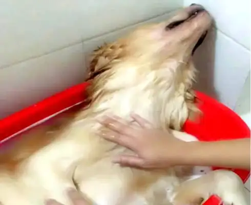 The dog was in the shower with his head on top of his head