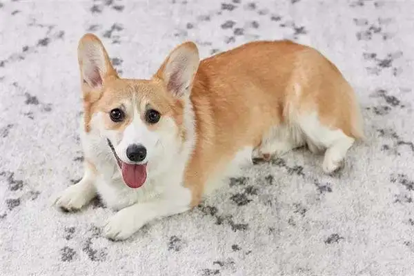 Twenty-one interesting and popular dog techniques that dogs can train