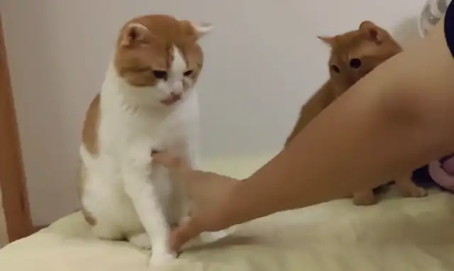 The women measure the length of the orange cat's legs and the orange cat gets angry. Netizen: Short legs and bad temper