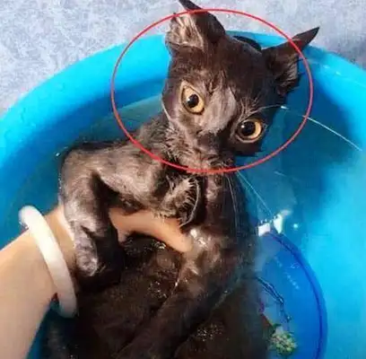 My girlfriend showered the cat and suddenly heard a scream