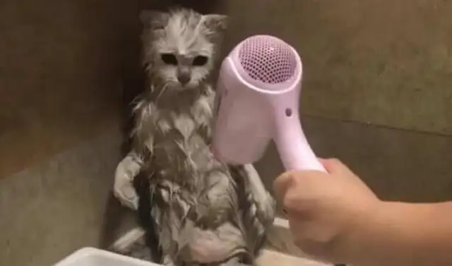"A cat takes a bath once for 10 years": "Can a cat not bathe for life?"