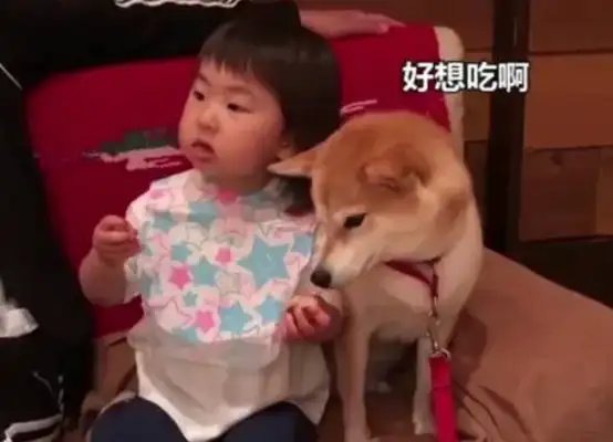 What a love! The wooddog wants to eat the little master's snack: Never stretch his claws unless you give it to me
