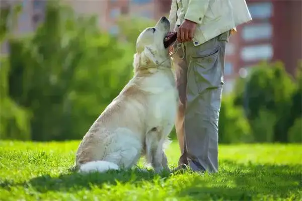 Twenty-one interesting and popular dog techniques that dogs can train