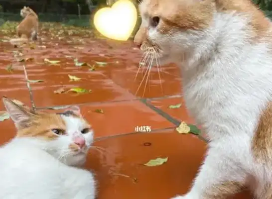 Cats are afraid of the water coming into their ears, and they bathe the Meows, and they're afraid of the water coming into their ears
