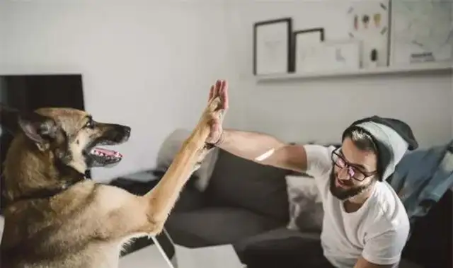 Twenty-one interesting and popular dog techniques that dogs can train