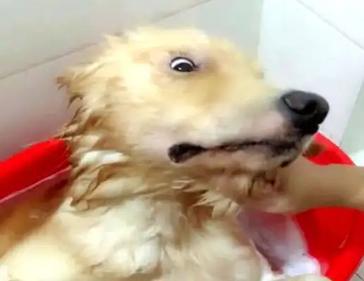 The dog was in the shower with his head on top of his head