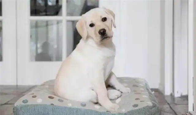 Twenty-one interesting and popular dog techniques that dogs can train
