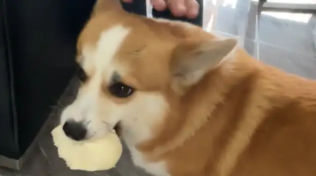 A man pretends to eat Kirky's buns. Head