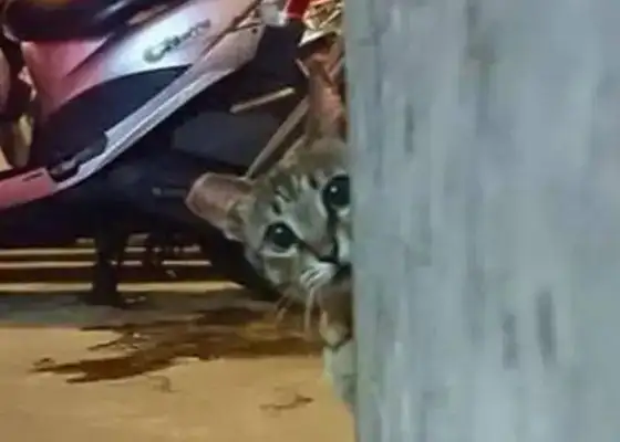 The woman made the snack bag sound, and the next second the cute cat came out