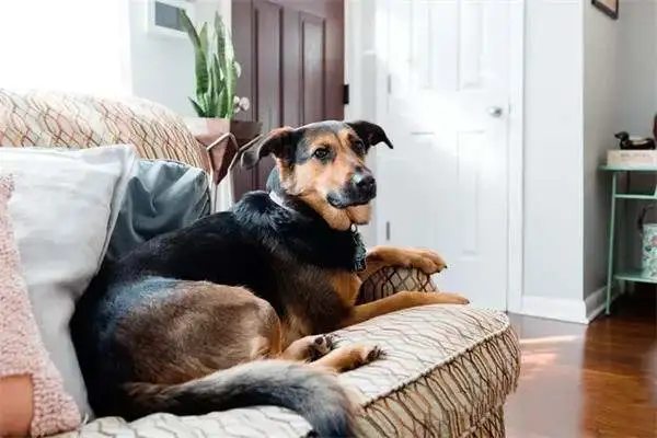 Twenty-one interesting and popular dog techniques that dogs can train