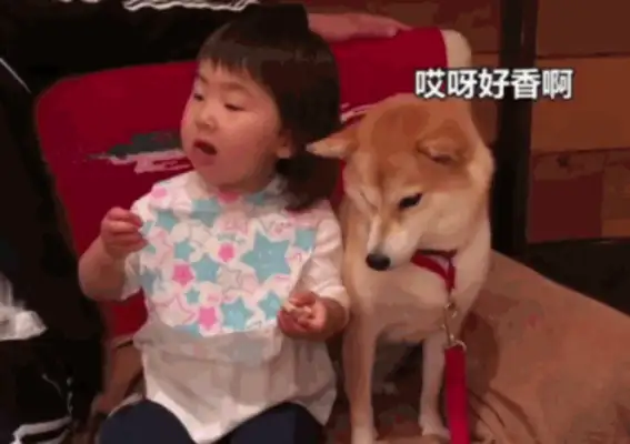 What a love! The wooddog wants to eat the little master's snack: Never stretch his claws unless you give it to me
