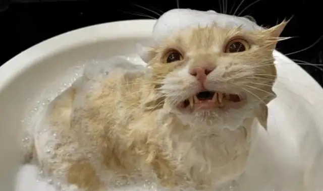 Cats in the shower laugh so loud that it's all genetic