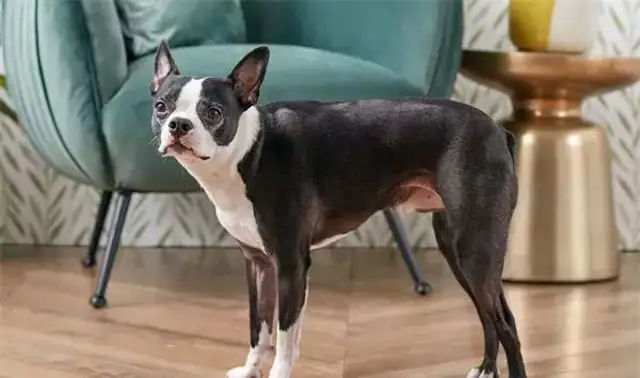 Twenty-one interesting and popular dog techniques that dogs can train