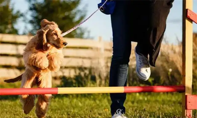 Twenty-one interesting and popular dog techniques that dogs can train