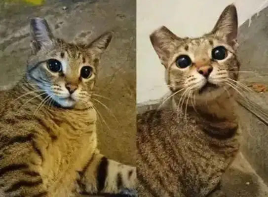 The woman made the snack bag sound, and the next second the cute cat came out