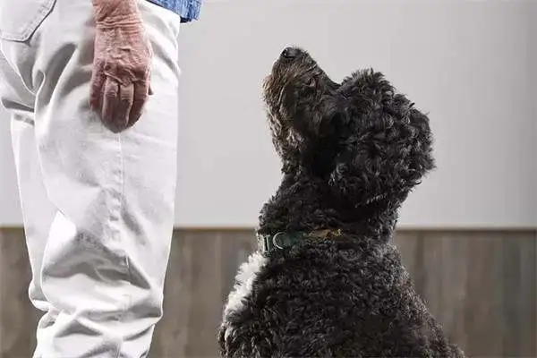Twenty-one interesting and popular dog techniques that dogs can train