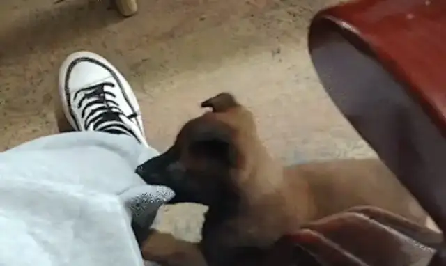 The dog bit the master's crotch. The big dog came here and the dog stung
