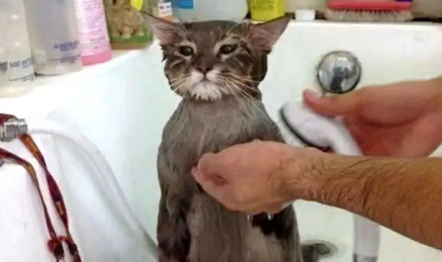 Boyfriend takes a bath for a cat, whispers her daughter, and the girl laughs: The relationship grows fast