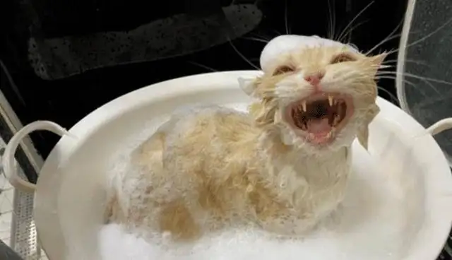 Cats in the shower laugh so loud that it's all genetic
