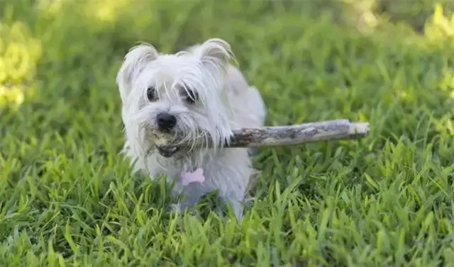 Twenty-one interesting and popular dog techniques that dogs can train