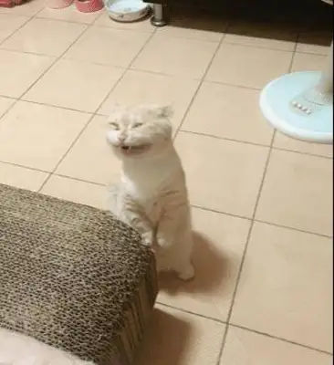 Cats in the shower laugh so loud that it's all genetic