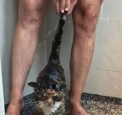The man was in the shower, and the cat slipped into the bathroom