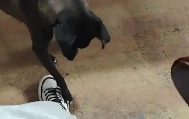 The dog bit the master's crotch. The big dog came here and the dog stung
