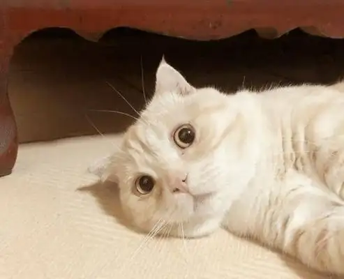 Cats in the shower laugh so loud that it's all genetic
