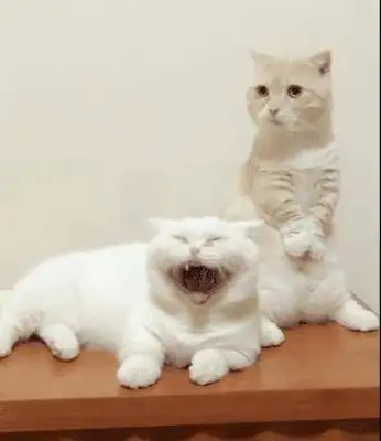 Cats in the shower laugh so loud that it's all genetic