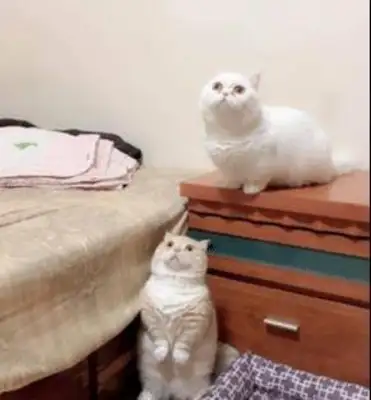 Cats in the shower laugh so loud that it's all genetic