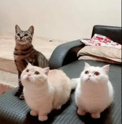 Cats in the shower laugh so loud that it's all genetic