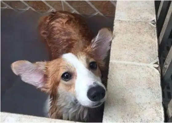 The dog is smart enough not to take a bath, the master can't do anything about it