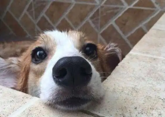 The dog is smart enough not to take a bath, the master can't do anything about it